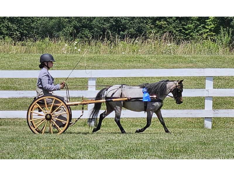 Logo for 2025 Steuben County Qualifying Horse Shows